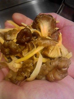 シャントレルjpg