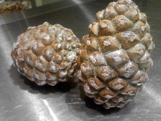 松の実.JPG