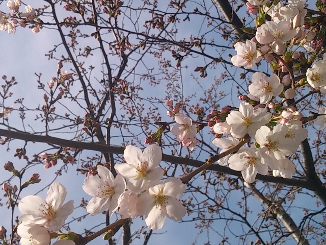 DSC_0727 (640x480).jpg